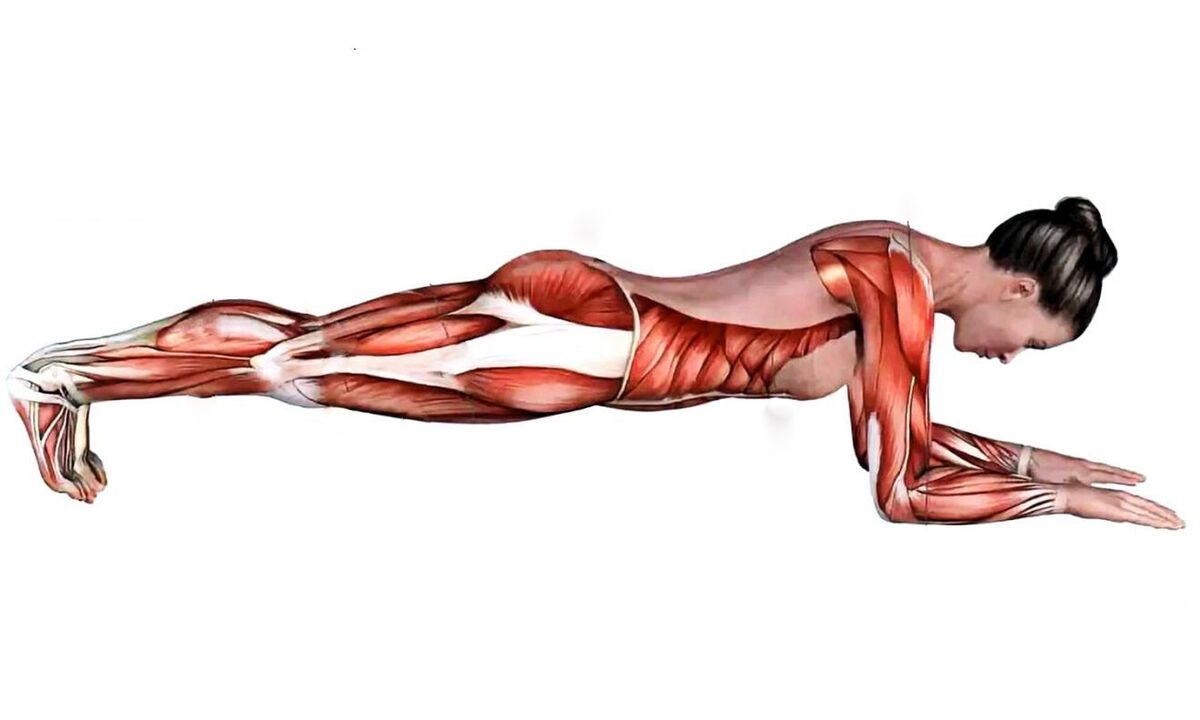 what muscles work at the plank